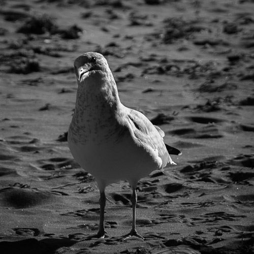 Rockport, MA - Dec 2024